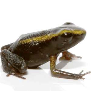 Mint Terribilis Dart Frog For Sale