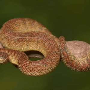 Orange Habanero Squamigera Bush Viper