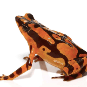 Orange Harlequin Toad