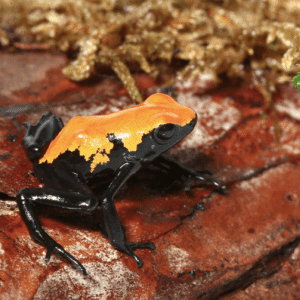 Orange Splashback Dart Frog