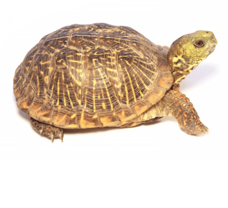 Ornate Box Turtle for Sale