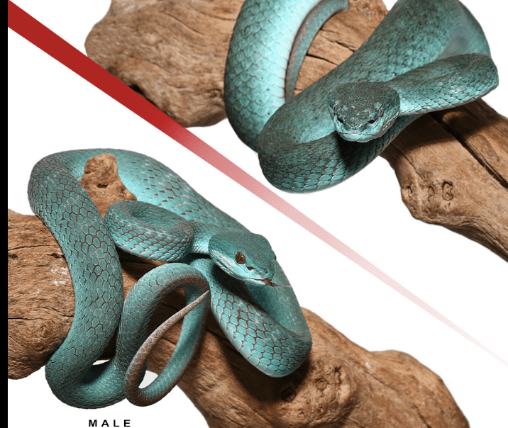 Pair Of Komodo Island Pit Vipers