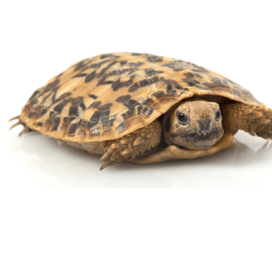Pancake Tortoise for Sale