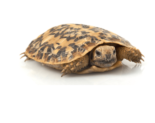 Pancake Tortoise for Sale