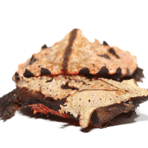 Peruvian Mata Mata Turtle