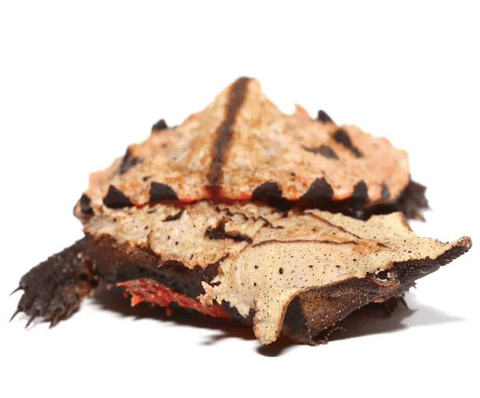 Peruvian Mata Mata Turtle