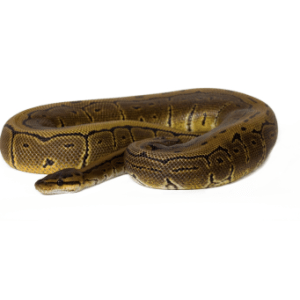 Pinstripe Ball Python for Sale