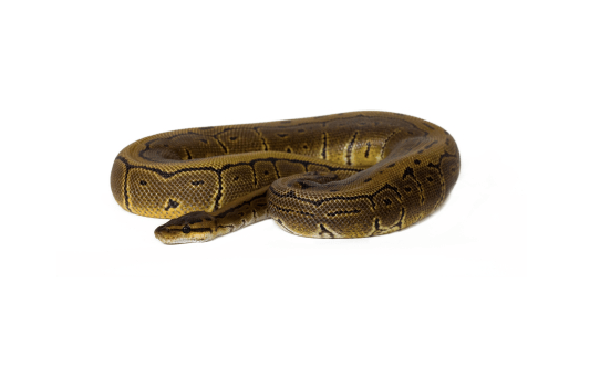 Pinstripe Ball Python for Sale