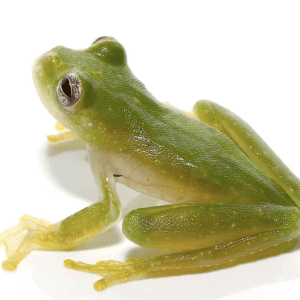 Powdered Glass Tree Frog