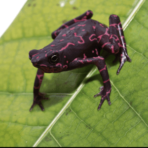 Purple Harlequin Toad