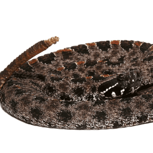 Pygmy Rattlesnake