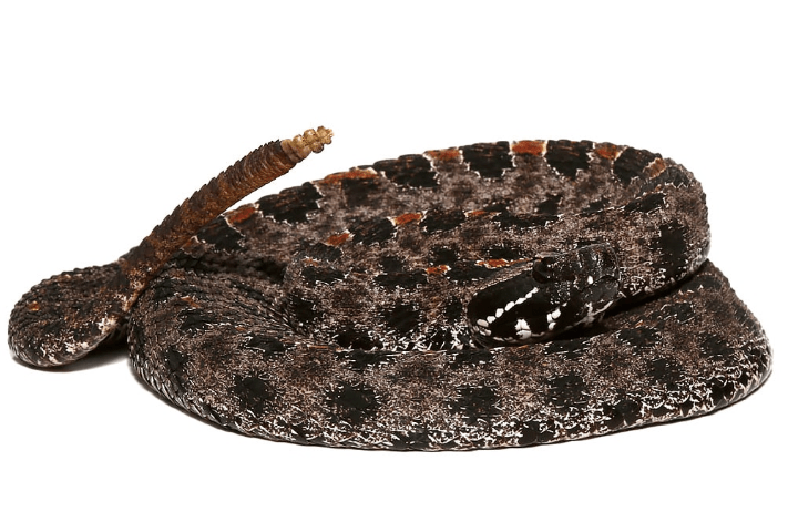 Pygmy Rattlesnake