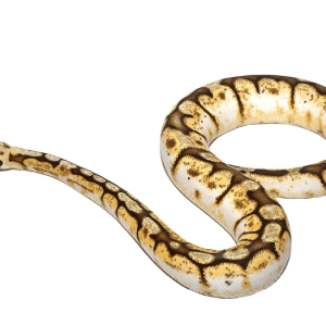 Queenbee Ball Python