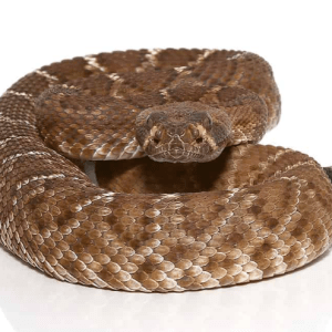 Red Rattlesnake