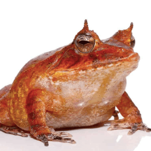 Red Solomon Island Eyelash Frog