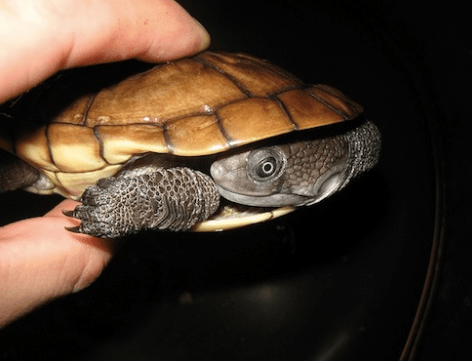Reimanns Snakeneck Turtle for Sale