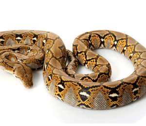 Reticulated Python for Sale