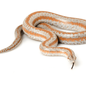 Rosy Boa