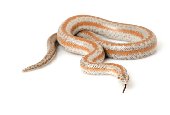 Rosy Boa