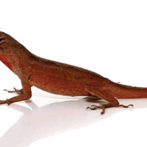 Ruby Red Anole