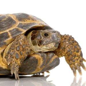 Russian Tortoise