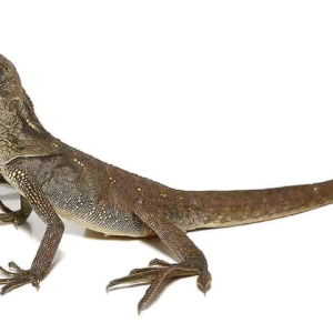 Sailfin Dragon For Sale