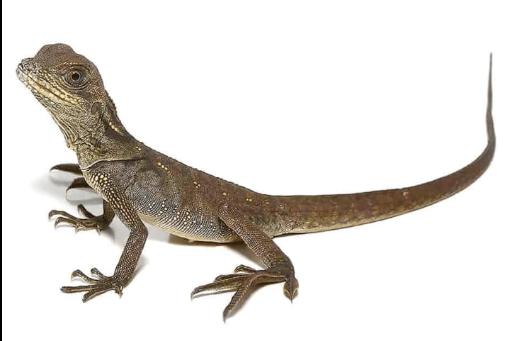 Sailfin Dragon For Sale