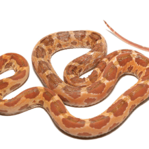 Baby Scaleless Everglades Rat Snake