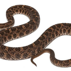 Slender Hognose Pit Viper