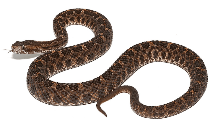 Slender Hognose Pit Viper