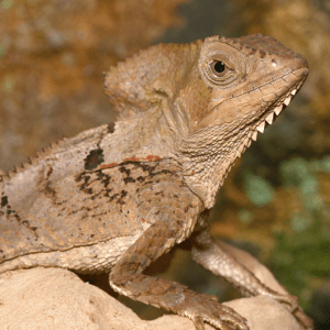 Smooth Helmeted Iguana For Sale
