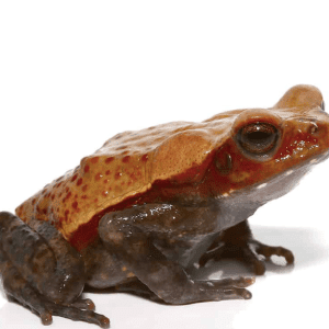 Smooth Sided Toad