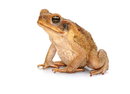 South American Giant Marine Toad for Sale