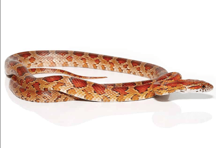 South Florida Corn snake