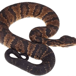 Southern Cotton Mouth