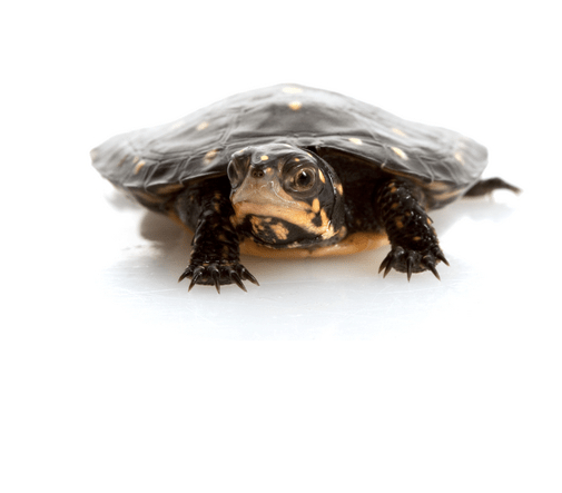 Spotted Turtle for Sale