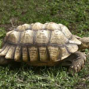 Sub-Adult Sulcata Tortoise