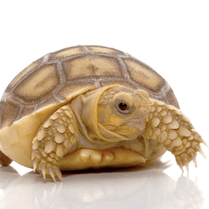Sulcata Tortoise For Sale