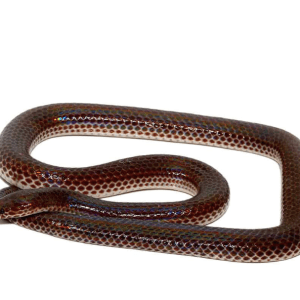 Sunbeam Snake