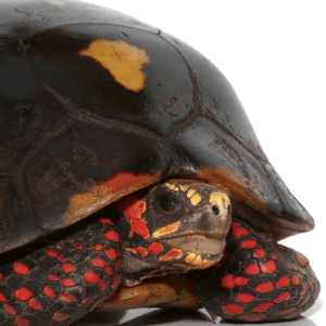 Suriname Redfoot Tortoise