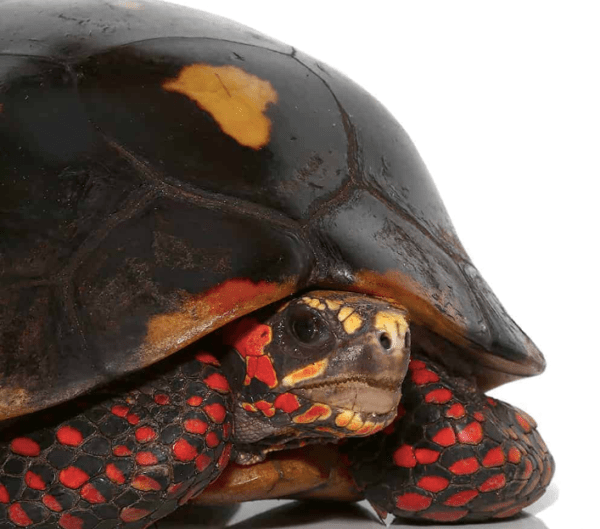 Suriname Redfoot Tortoise