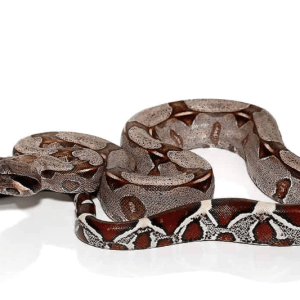Suriname Red Tail Boa