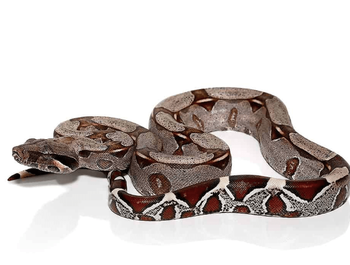Suriname Red Tail Boa