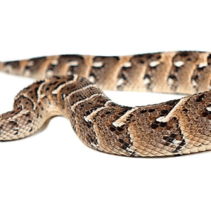 Tanzanian Puff Adder
