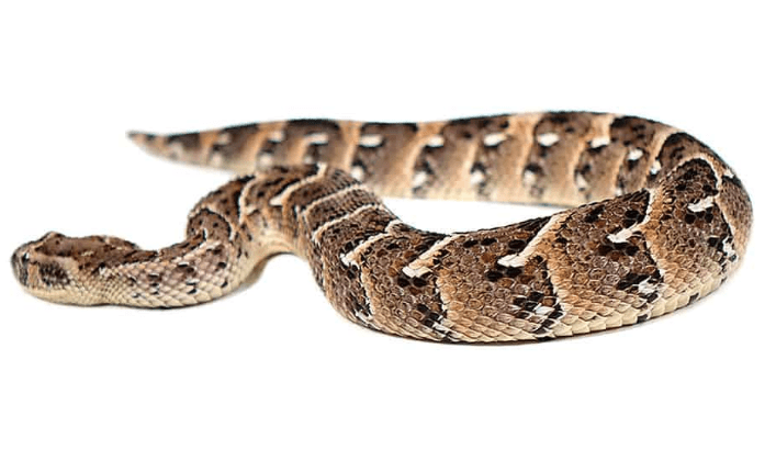 Tanzanian Puff Adder