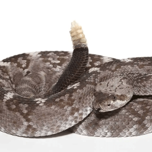 Texas Blacktail Rattlesnake