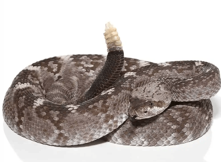 Texas Blacktail Rattlesnake