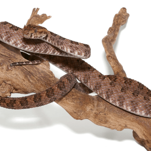 Three Horned Pit Viper