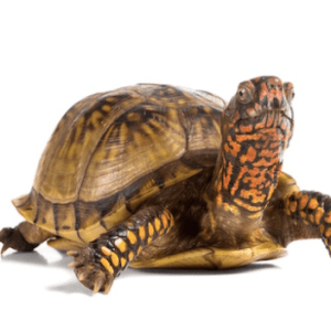 Three Toed Box Turtle for Sale