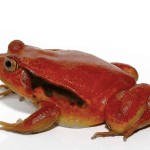 Tomato Frog